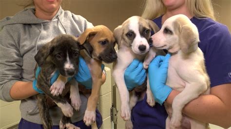 toledo humane society|dogs up for adoption at humane society maumee.